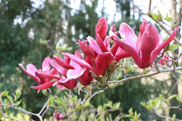 Дерево Магнолия Розовым Цветком Зелеными Листьями Весенний Сезон — стоковое фото