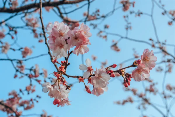 Japán Cseresznyevirág Tavasszal — Stock Fotó