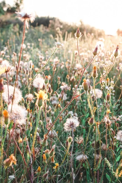 Yaz Günbatımında Tarla Karahindiba — Stok fotoğraf