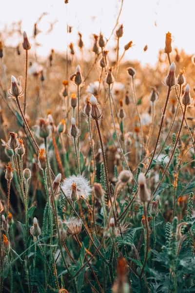 Çimenlikteki Kır Çiçekleri Yazın Günbatımı Işığı Doğanın Güzelliği Konsepti — Stok fotoğraf