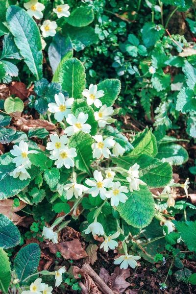 Fehér Rózsa Virágzik Tavaszi Erdőben — Stock Fotó