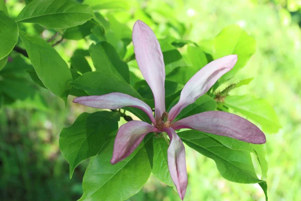 Close Macro View Pink Magnolia Flower Branch Gardening Nature Concept — Stock Photo, Image