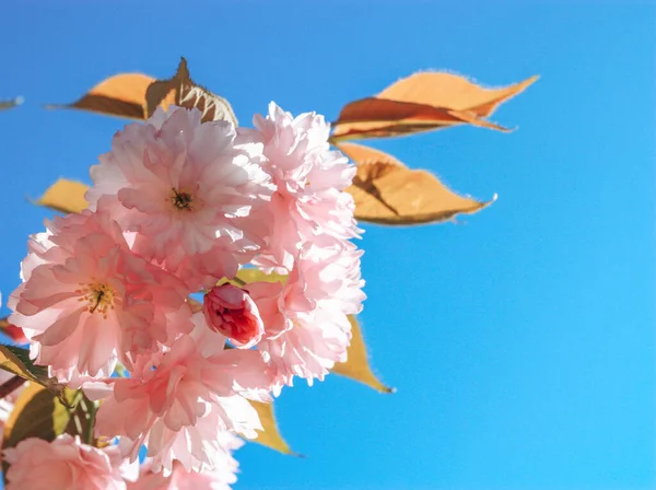 Japán Cseresznyevirág Tavasszal — Stock Fotó