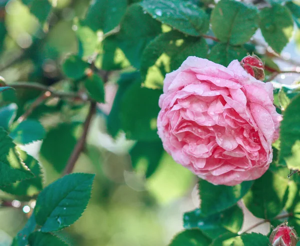 雨の後の空の背景に芽を持つ明るいピンクのバラ 夏の庭で美しいピンクのバラ 多くのピンクの夏の花の背景 — ストック写真