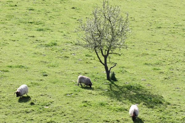 Schafe Weiden Grünen Gras Unter Blühenden Bäumen Den Bergen — Stockfoto