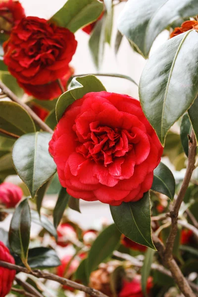 庭の木の枝に赤い椿の花を閉じます 夏の季節の花花束 春の植物園の木の枝に咲く椿のジャポニカの花のマクロビュー — ストック写真