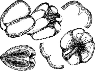 Biber setinin el çizimi çizimi 