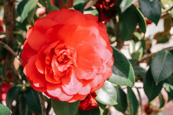 Feche Uma Flor Camélia Vermelha Ramo Uma Árvore Jardim Buquê — Fotografia de Stock