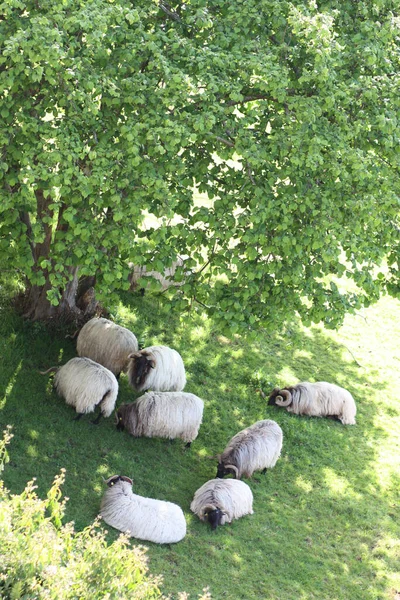 Ovelhas Pastando Grama Verde Sob Árvores Nas Montanhas — Fotografia de Stock