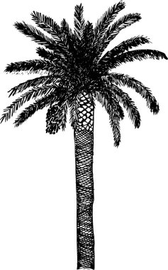 Vektör palmiye ağacı silueti