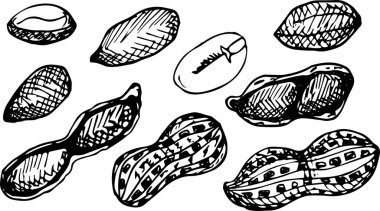 El çizimi, çizim tarzı fıstıklar..