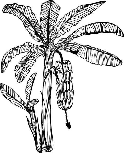 Banana Árvore Vetor Ilustração —  Vetores de Stock