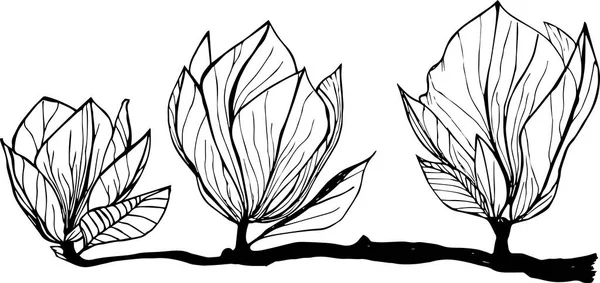 Handgetekende Bloemen Van Magnolia — Stockvector