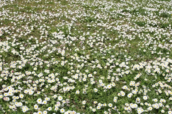 Schöne Pflanze Kamille Kamillenblüten Mit Grünen Blättern Auf Wilder Landschaft — Stockfoto