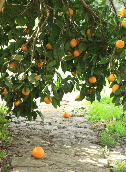 Спелый Апельсин Дереве Открытым Небом Летом Свежие Фрукты Апельсина Растут — стоковое фото