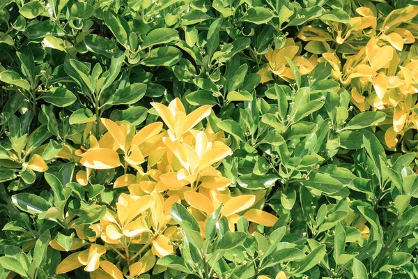 Grüne Helle Blätter Oder Buschhintergrund — Stockfoto