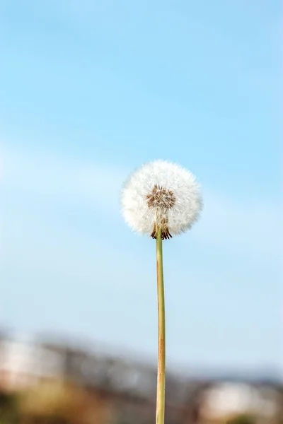 Dandelion Background Blue Sky — Stock Photo, Image