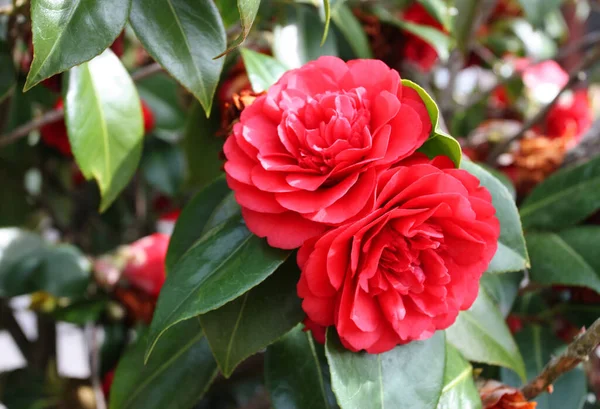 Camellias Red Color Garden Flowering Plants Camellia Blooming Flowering Plant — Stock Photo, Image