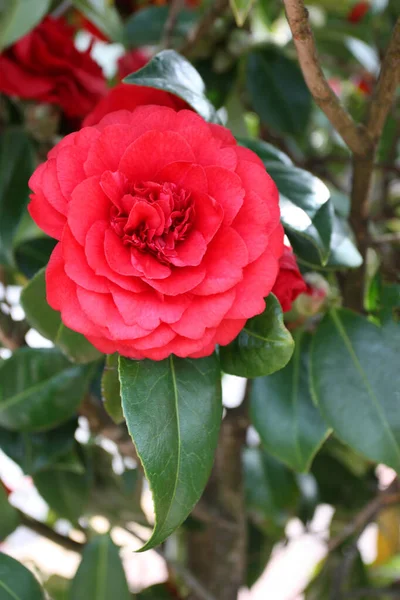 Camellias Couleur Rouge Dans Jardin Plantes Fleurs Camélia Floraison Plante — Photo