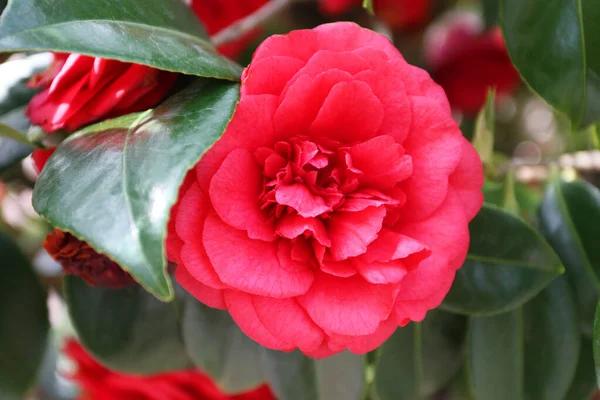 Camélia Rouge Dans Jardin Plantes Fleurs Camélia Floraison Plante Dans — Photo