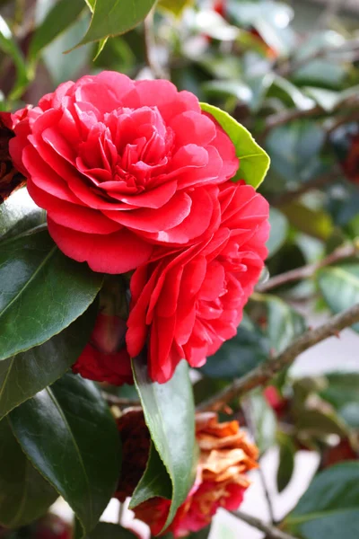 Kamélie Červené Barvy Zahradě Kvetoucí Rostliny Kamélie Kvetoucí Rostlina Zahradě — Stock fotografie