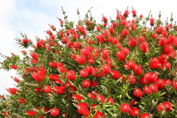 Blossoming Callistemon Flower Garden Tropical Callistemon Plant Summer Garden Natural — ストック写真