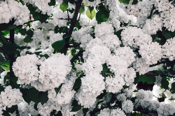 Vita Hortensia Blommor Blommar Trädgården — Stockfoto