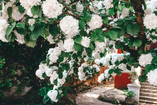 Vita Hortensia Blommor Blommar Trädgården — Stockfoto