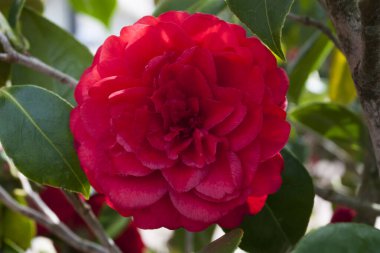 Bahçede kamelya çiçekleri ya da kamelya japonica kırmızısı renkleri çiçek açıyor.