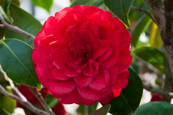 Bahçede kamelya çiçekleri ya da kamelya japonica kırmızısı renkleri çiçek açıyor.