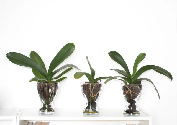 Three Orchids Flowers Shelf Interior White Background —  Fotos de Stock
