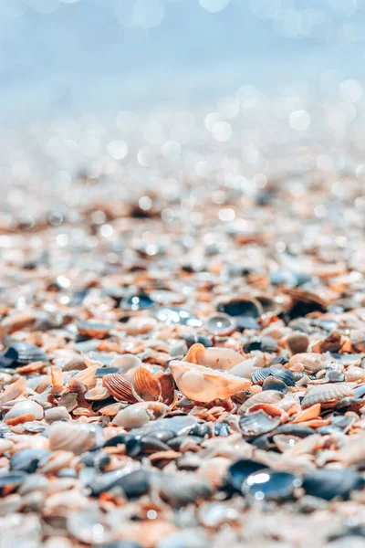 Sea Shells Beach Sea Blue Background — Stok fotoğraf