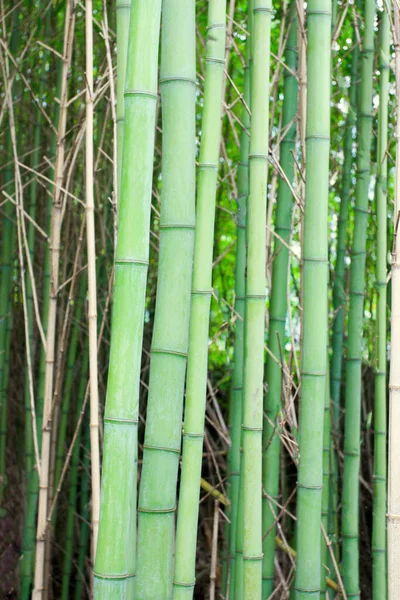 Nahaufnahme Eines Baumstammes Einem Bambusdickicht Schöne Grüne Natürliche Pflanzenstruktur — Stockfoto
