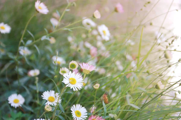 Vacker Växtkamomill Kamomill Blommor Med Gröna Blad Vilda Landskap Bakgrund — Stockfoto