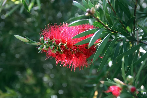 Bahçede çiçek açan dingin bir çiçek. Yaz bahçesinde tropik Callistemon bitkisi. Doğal botanik ve bahçecilik konsepti. Callistemon tropiklerde çiçek açıyor.