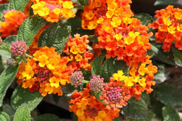 Lantana Camara Flowers Close Orange Lantana Blossom Flower Botany Tropical — 스톡 사진