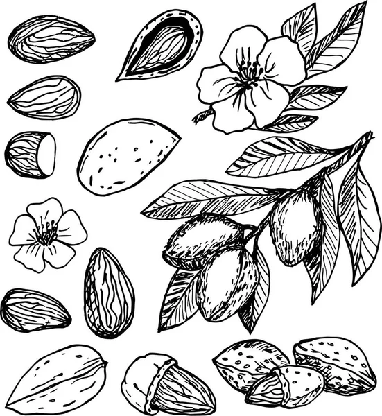 Hand Drawn Sketches Almonds — Stock Vector