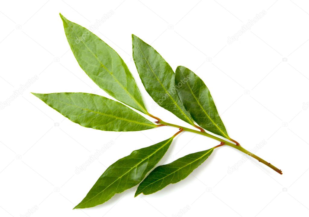 Branch of aromatic bay leaves isolated on white background 