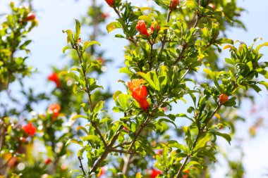 Sammer bahçesinde çiçek açan nar.
