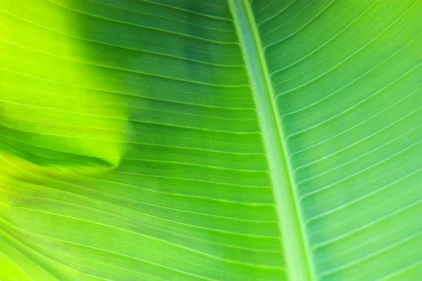 Bananenblatt Grünen Natürlichen Hintergrund — Stockfoto