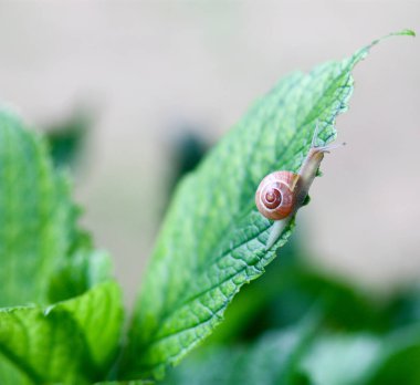 Yeşil yapraklı salyangoz