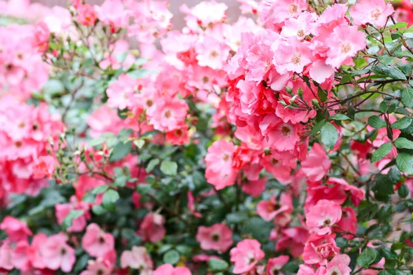 Arbusto Florido Rosa Rosa Variedades Bailarina Uma Simples Rosa Não — Fotografia de Stock