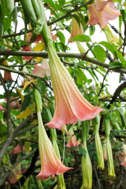 Bahçedeki pembe datura stramonyum tomurcuğu..