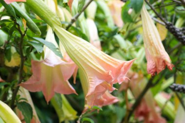 Bahçedeki pembe datura stramonyum tomurcuğu..