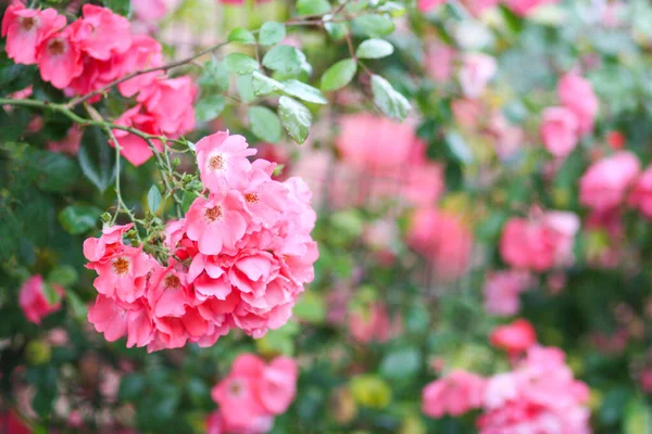 粉色玫瑰花丛 芭蕾舞品种 一朵简单的非双瓣玫瑰 — 图库照片