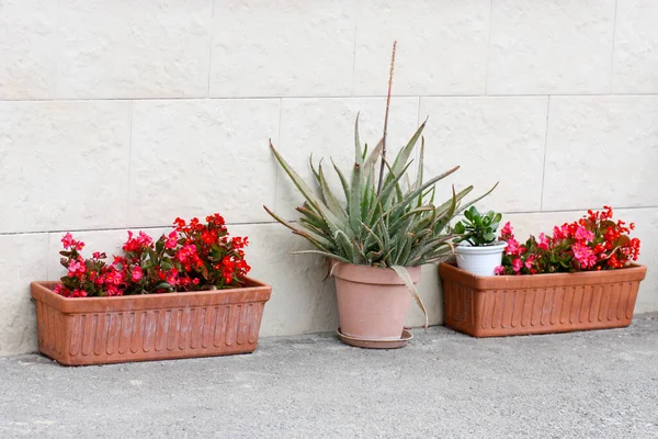 Begonia Aloe Vera Una Pentola Strada — Foto Stock