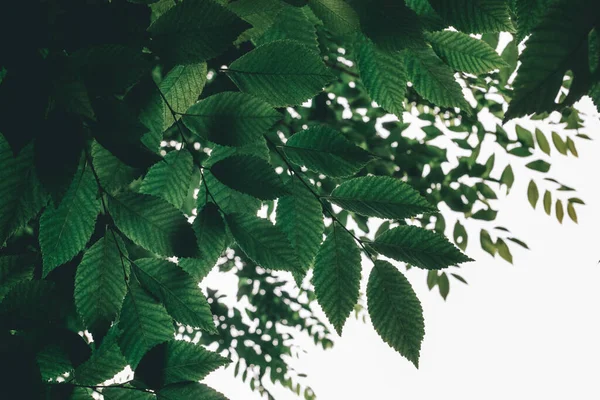 明るい空を背景に緑の葉の暗い背景 — ストック写真