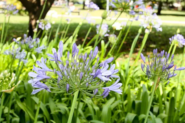 Krásný Přírodní Pozadí Modré Květy Agapanthus Deštník — Stock fotografie