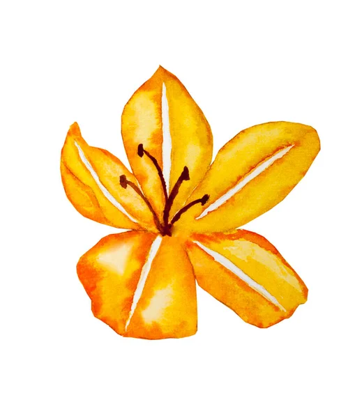 Aquarelllilie Gelbe Blume Auf Weißem Hintergrund — Stockfoto
