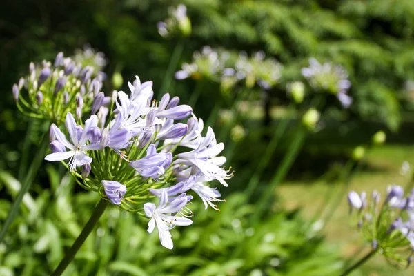 Krásný Přírodní Pozadí Modré Květy Agapanthus Deštník — Stock fotografie